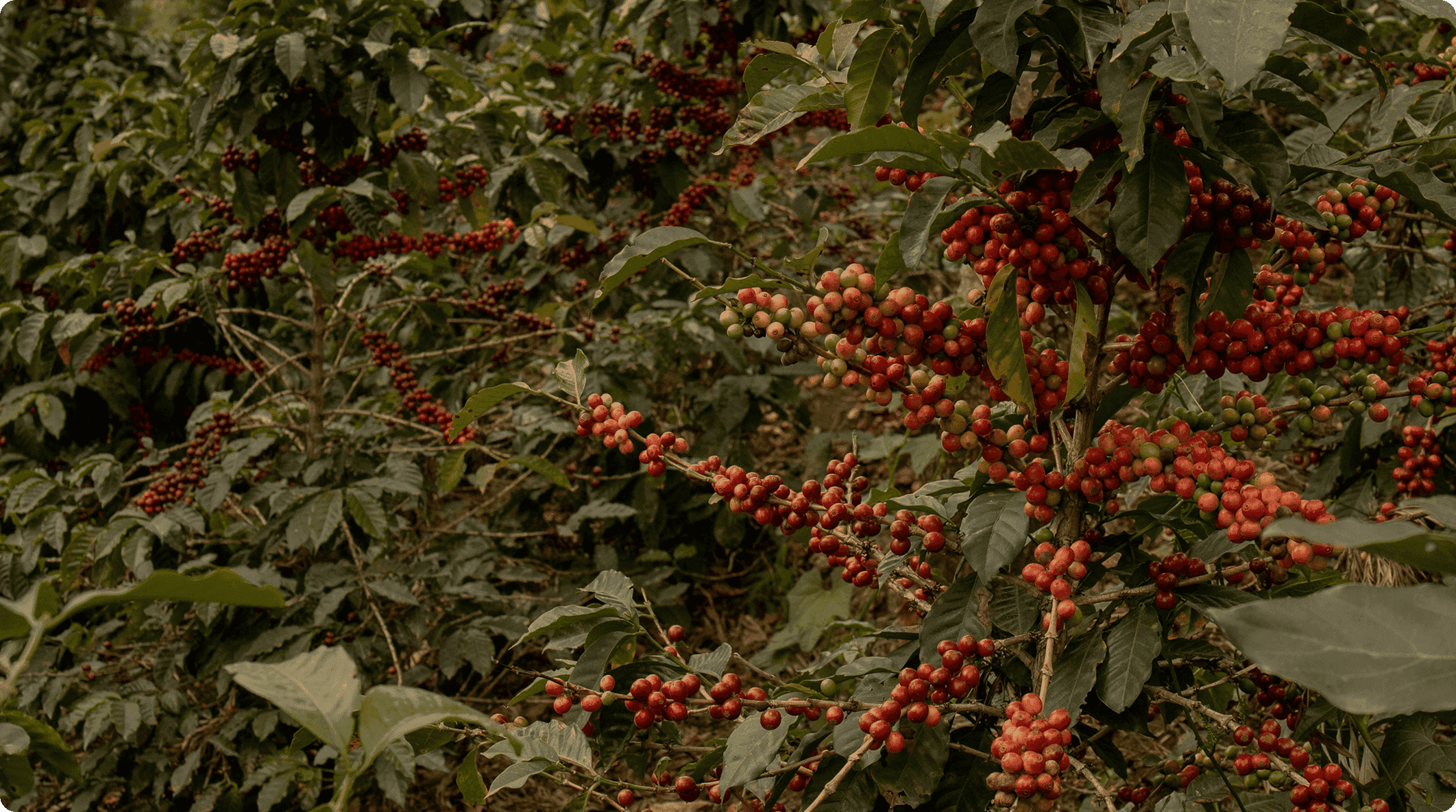 Coffee Farm